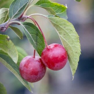 Crabapple Tree - Malus Hupehensis - Circa 5ft