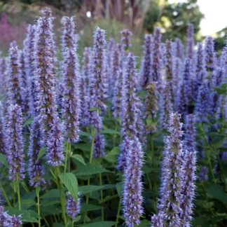 Agastache Rugosa 'Liquorice Blue' - Korean Mint