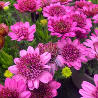 Osteospermum Double Pink - Double Flowering Cape Daisy - in Bud And Bloom