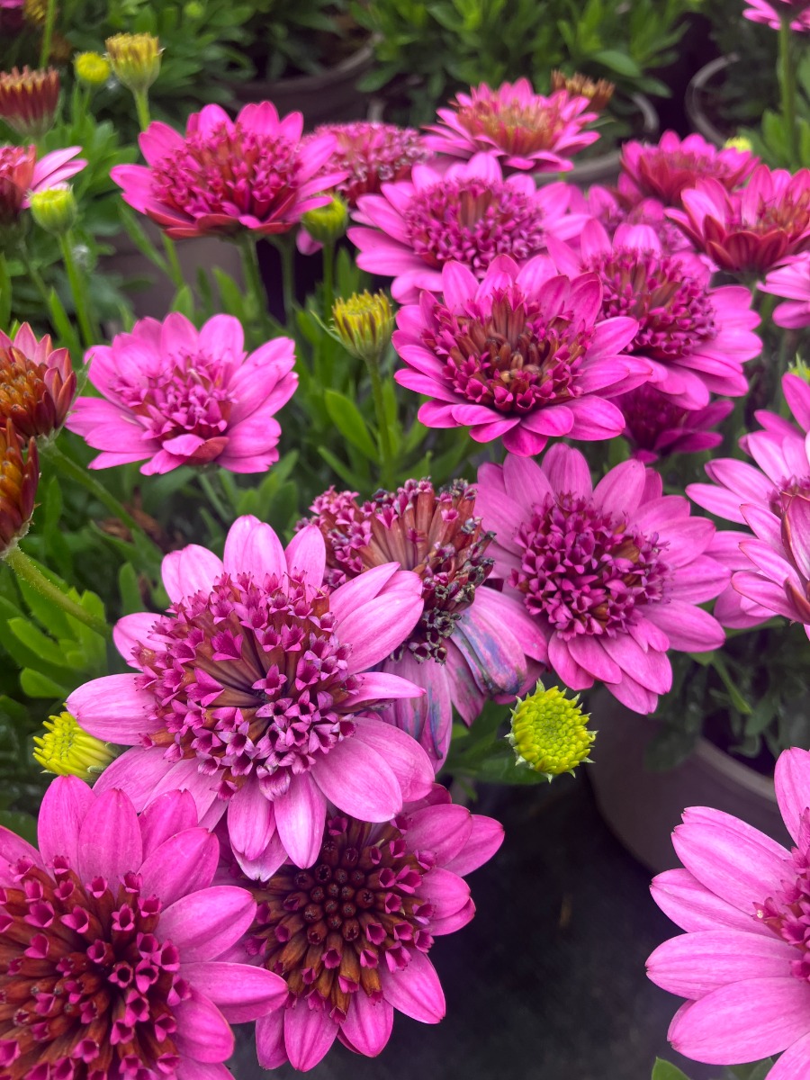 Osteospermum Double Pink - Double Flowering Cape Daisy - in Bud And Bloom