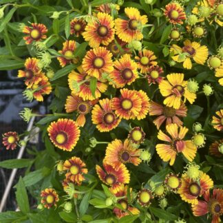 Helenium 'Peach Sundae'