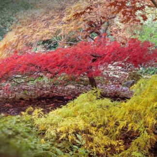 Acers