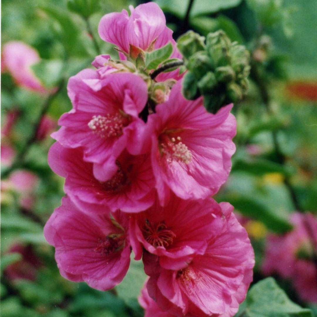 Lavatera ‘red Rum’