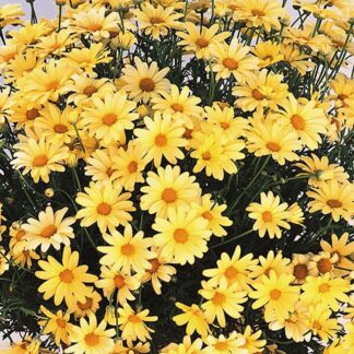 Giant Flowered Yellow Marguerite Daisy Bushes - Argyranthemum Frutescens - Perfect For Patio - in Bud & Bloom
