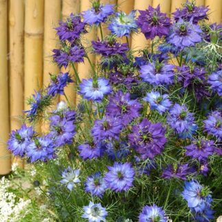 Nigella Damascena Moody Blues