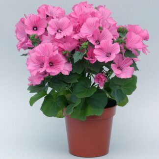 Lavatera Trimestris Novella Rose - in Bud & Bloom