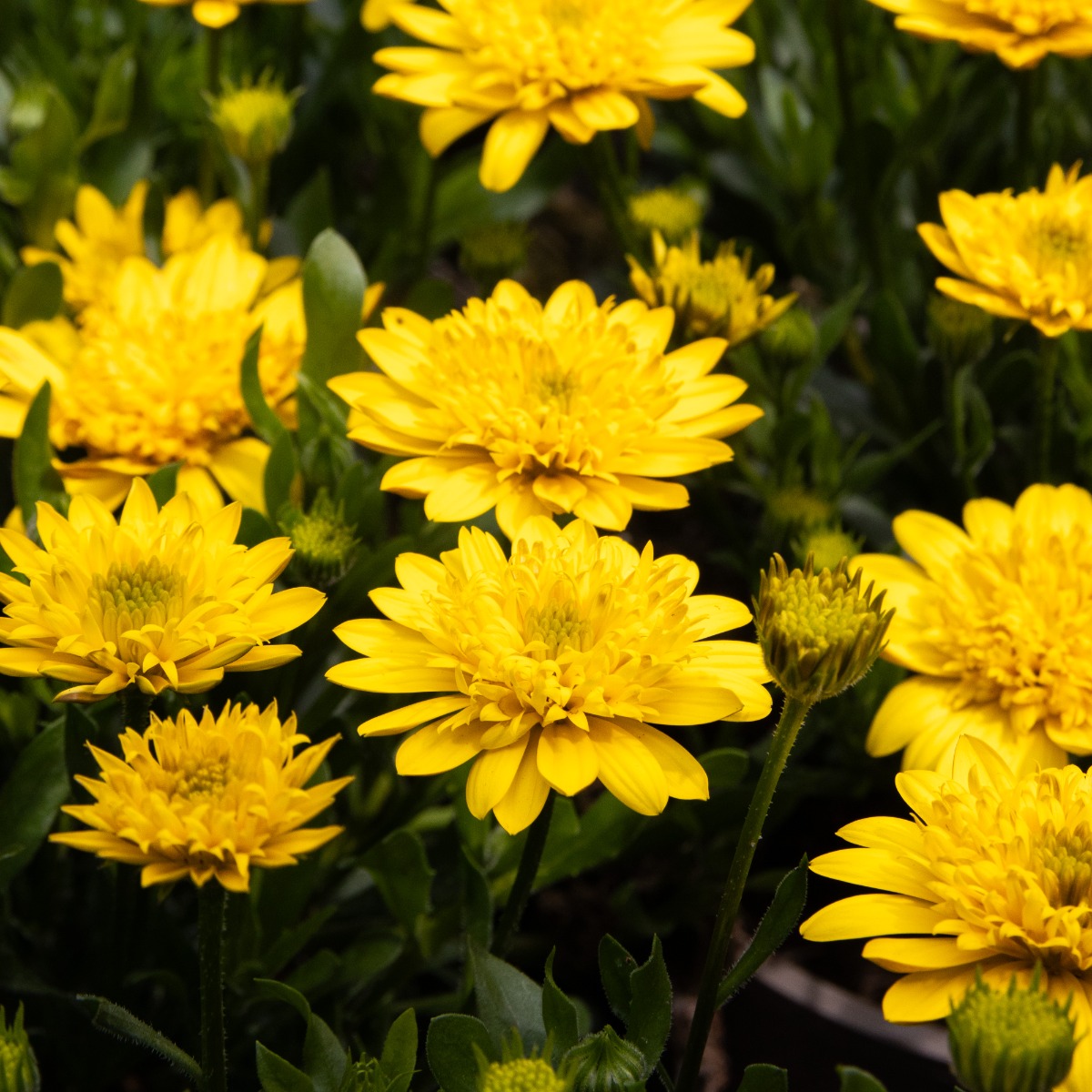 Osteospermum Double Deep Sun - Double Flowering Cape Daisy - in Bud And Bloom