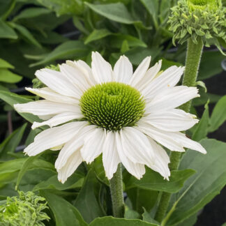 Echinacea Sun Seekers White Perfection - Cone Flower - in Bud & Bloom