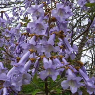 Paulownia Tomentosa - Empress or Foxglove Tree - Circa 150-180cm Tall