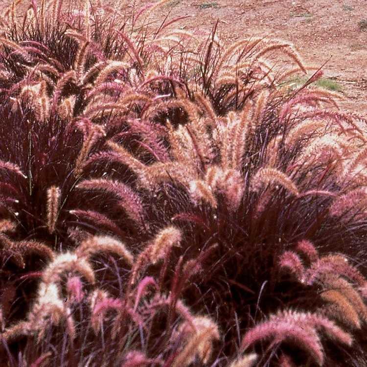 Pennisetum Tiny Tails - Dwarf Purple Fountain Grass