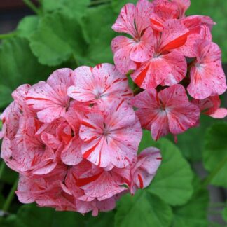 Large Geranium Raspberry Ripple - Pelargonium - in Bud & Bloom