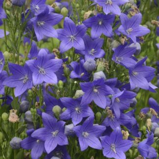 Platycodon 'Miss Tilly Blue' - Balloon Flower - in Bud & Bloom