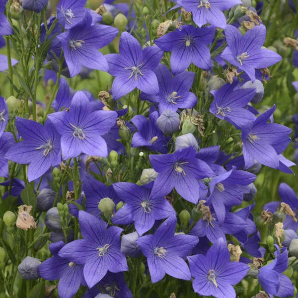 Platycodon 'Miss Tilly Blue' - Balloon Flower - in Bud & Bloom