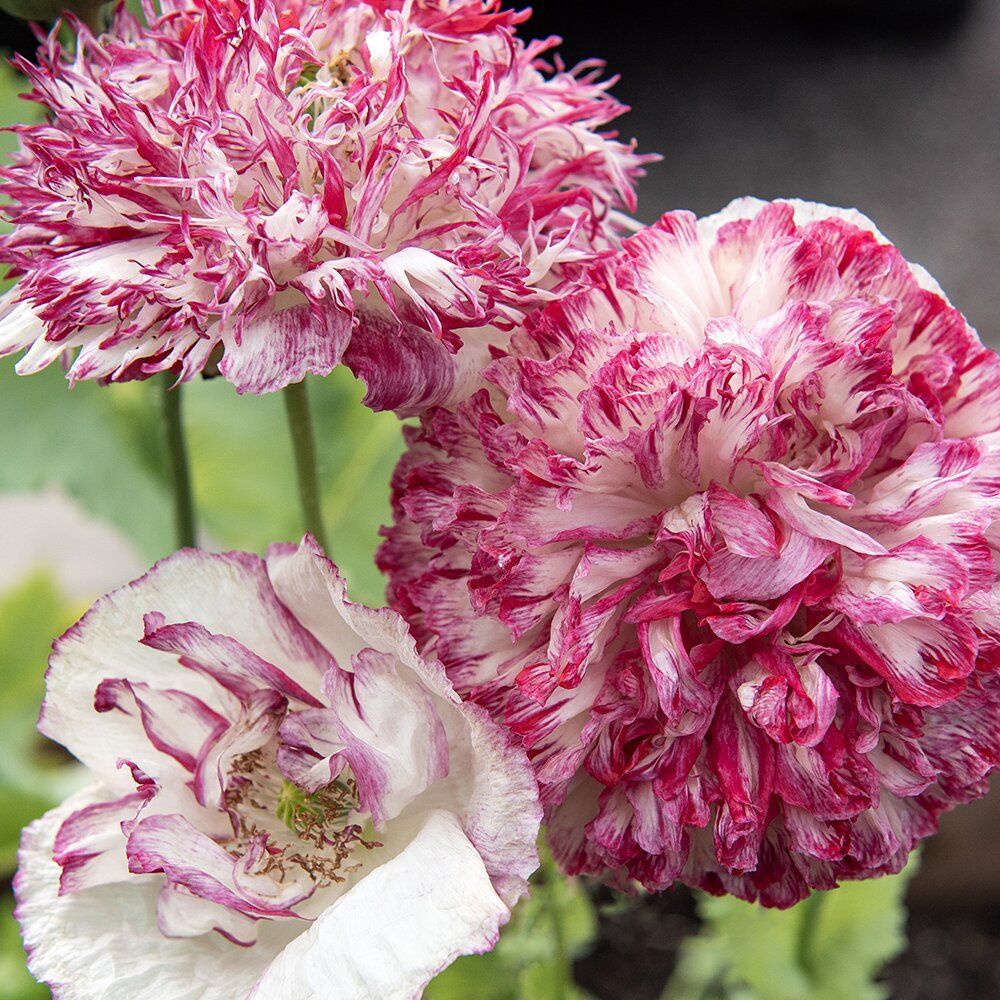 Poppy Plant 'Flemish Antique Peony' - Papaver Somniferum Var. Paeoniiflorum - Peony Flowered Poppy