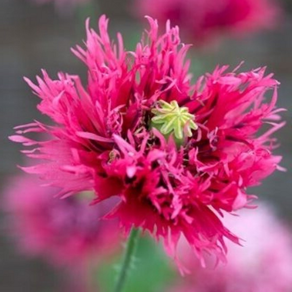 Poppy Plant 'Rose Feathers' - Papaver Somniferum Laciniatum