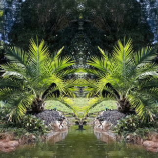 Pair of 2-3ft  Canary Island Phoenix Date Palms - Perfect For Patio Planters