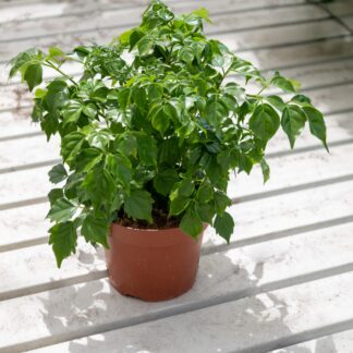 Radermachera Sinica - China Doll Plant - 30cm