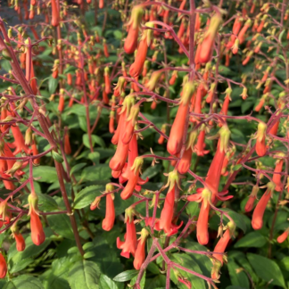 Phygelius 'Salmon Leap'