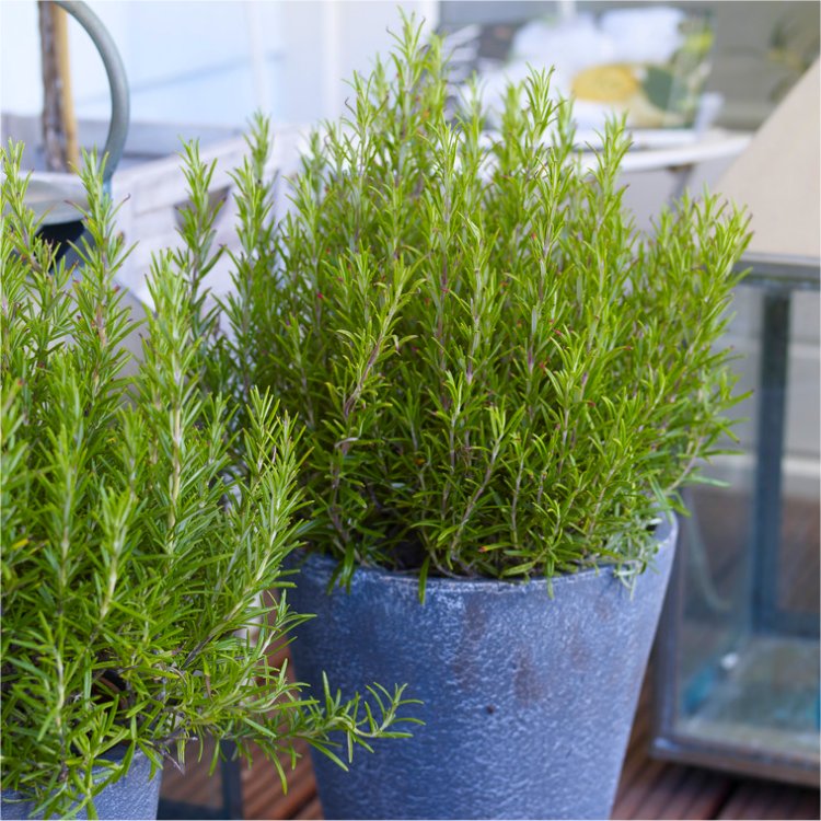 Fragrant Rosmarinus Officinalis - Rosemary Bush