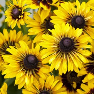 Rudbeckia Hirta 'Sputnik'