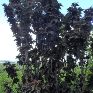 Sambucus Nigra 'Black Tower Eiffel' - Columnar Elderberry Tree - Circa 2m Tall