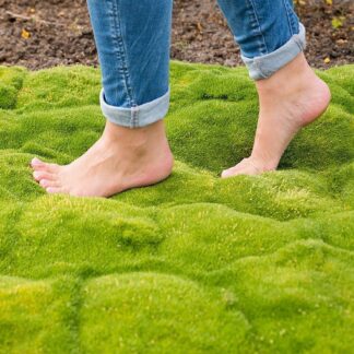 Irish Moss - Pine Green