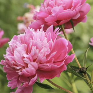Paeonia Lactiflora Rose Pink - Peony