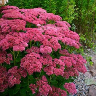 Sedum Herbstfreude  - Autumn Joy - in Bud