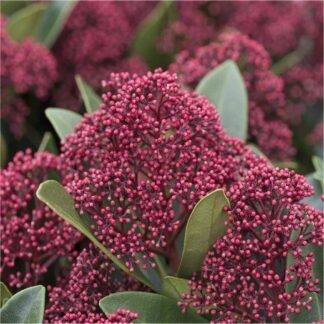 Skimmia Japonica Rubella - Large