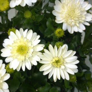 Osteospermum Double Enrico - in Bud And Bloom