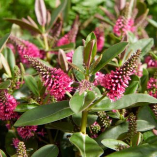Hebe Andersonii 'Donna Eva'