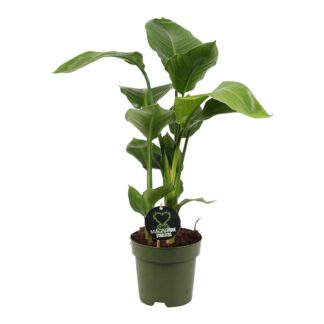 Rare - Strelitzia Nicolai - White Bird of Paradise Plant 40-60cm Tall