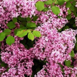Syringa Palibin - Dwarf Scented Lilac Bush