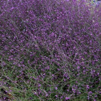 Verbena Officinalis Var. Grandiflora 'Bampton'
