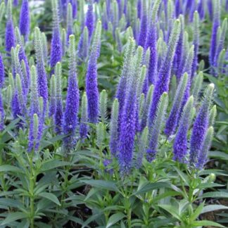 Veronica Anniversary Blue - Ulster Blue Dwarf