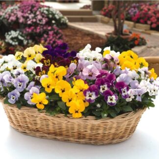 Viola Mix- The Small Flowered Pansy - Pack of Twenty Plants - in Bud & Bloom