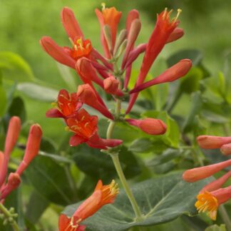 Lonicera x Brownii Dropmore Scarlet - Scarlet Trumpet Honeysuckle