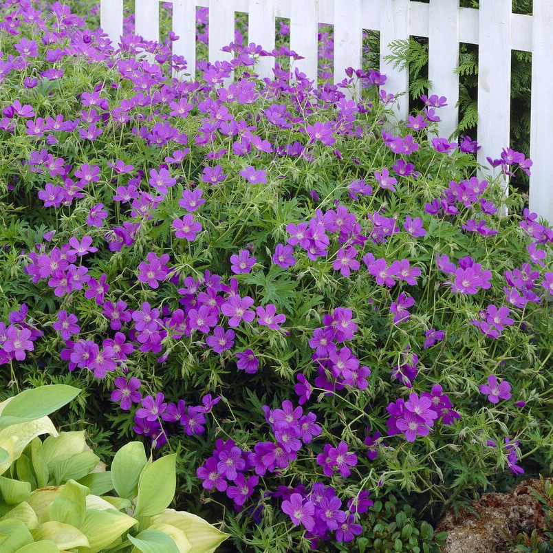 Geranium 'Brookside' - Hardy Blue Geranium