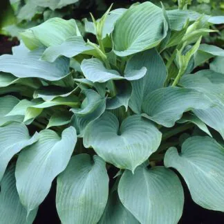 Large Hosta Blue Angel - Plantain Lily