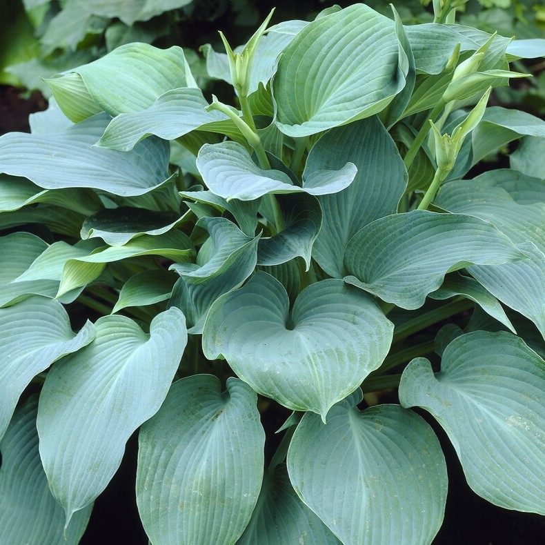 Large Hosta Blue Angel - Plantain Lily