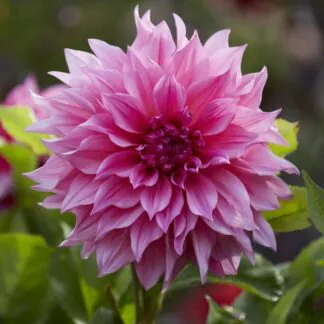 Giant Flowered Dahlia - Cafe Au Lait Rose - in Bud & Bloom