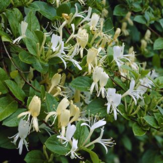 Lonicera Japonica Halliana - Japanese Honeysuckle