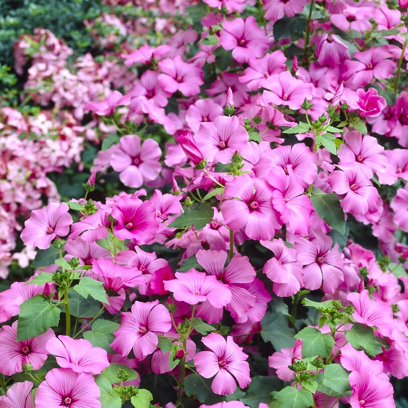 Lavatera Trimestis Silver Cup - in Bud & Bloom