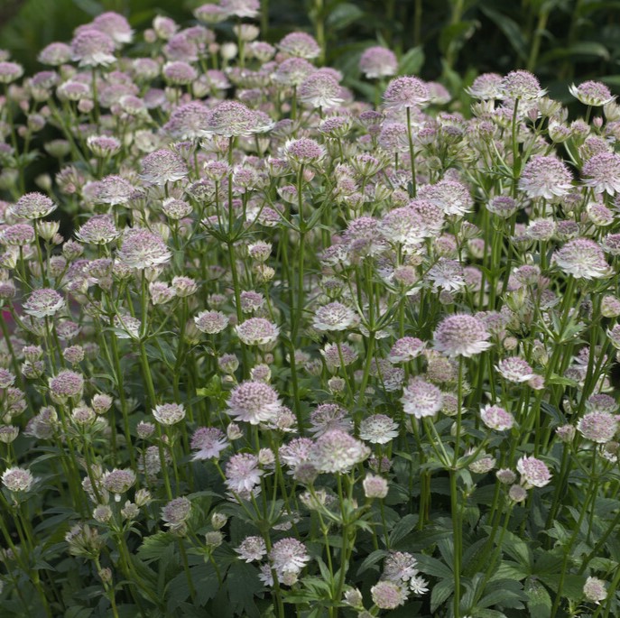 Astrantia Major - Masterwort