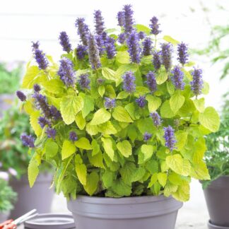 Agastache Rugosa 'Golden Jubilee' - Korean Mint