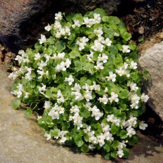 Cymbalaria Pallida 'Alba'