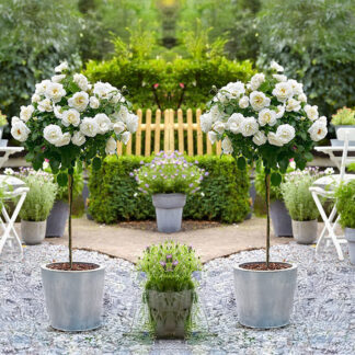 Pair of Patio Standard White Flowering Garden Rose Trees 80cm+ Tall - in Bud & Bloom
