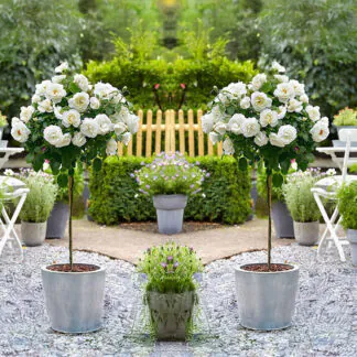 Pair of Patio Standard White Flowering Garden Rose Trees 80cm+ Tall - in Bud & Bloom