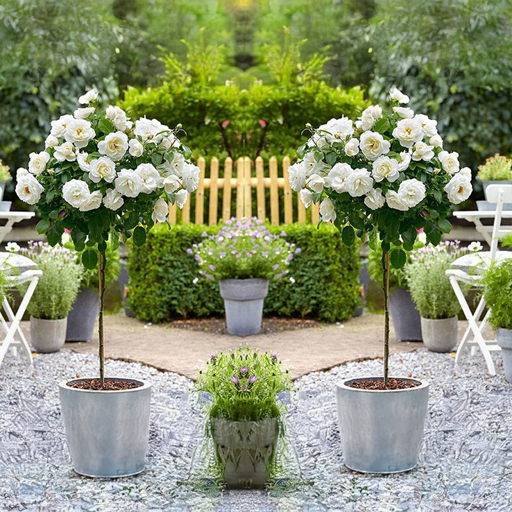 Pair of Patio Standard White Flowering Garden Rose Trees 80cm+ Tall - in Bud & Bloom