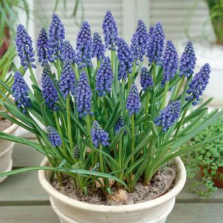 Blue Grape Hyacinths - Muscari Armenicum - 'In The Green'